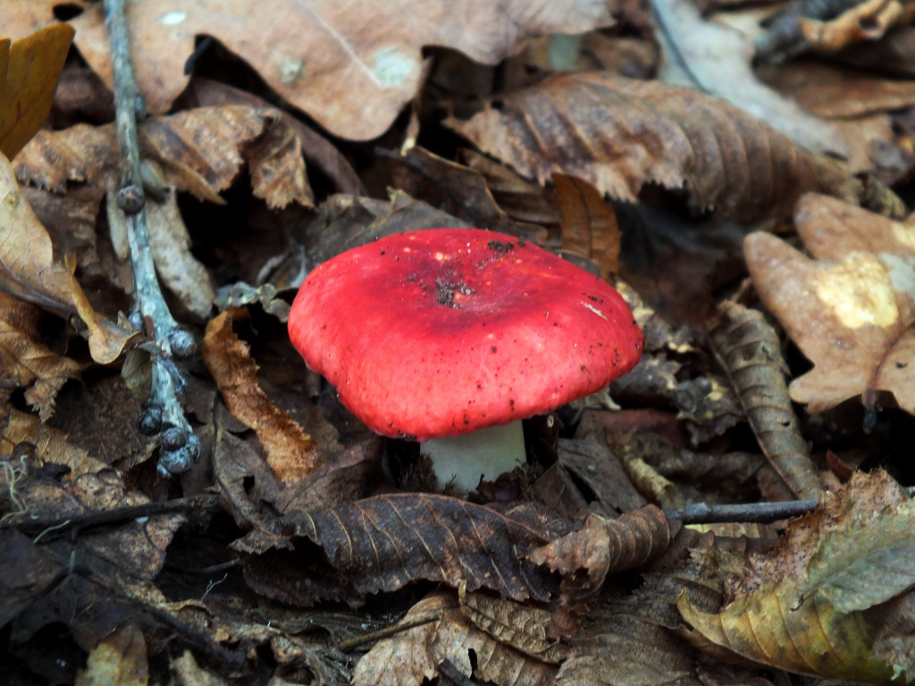 Russula