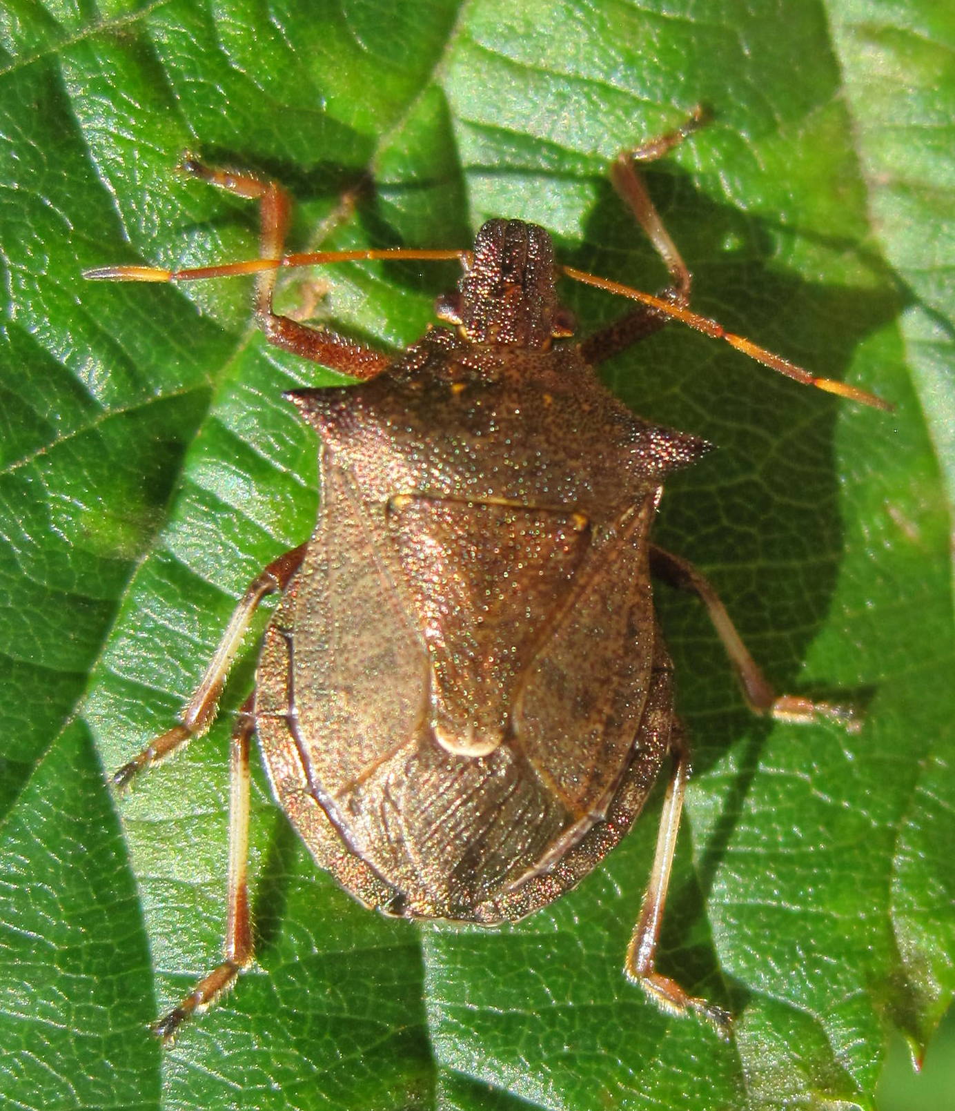 Picromerus bidens (Linnaeus, 1758)