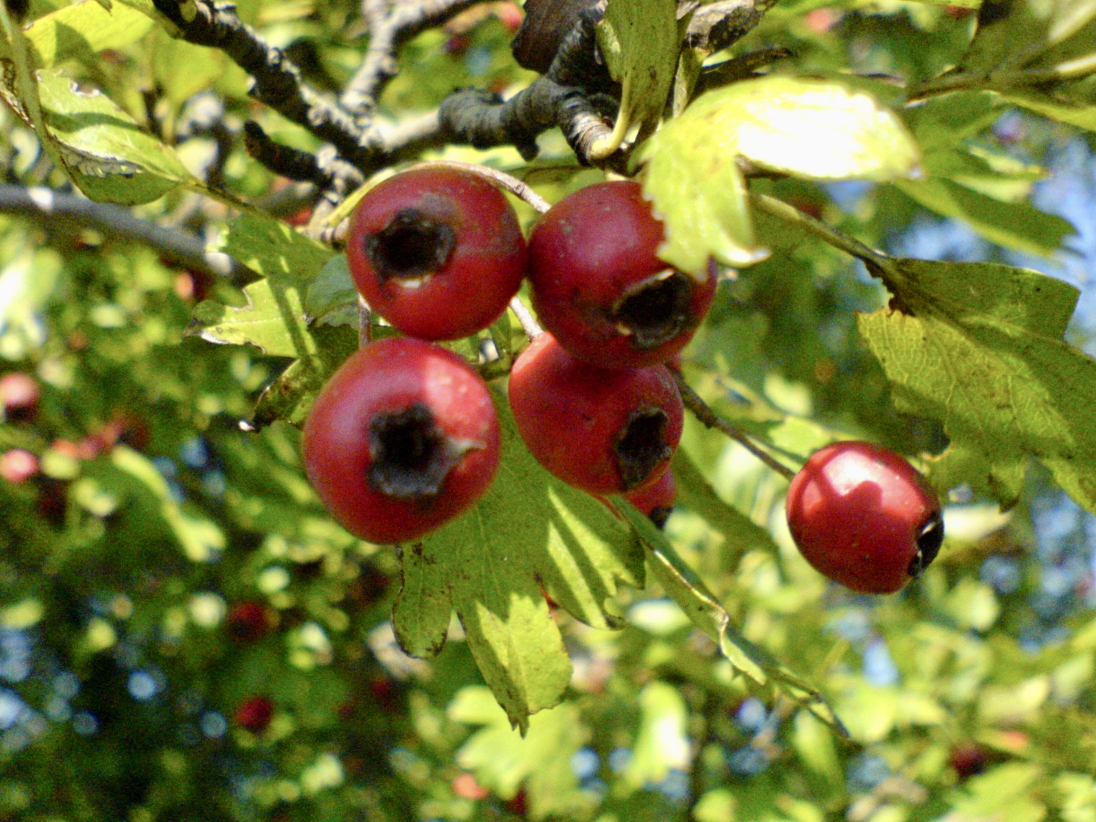 Crataegus monogyna Jacq.