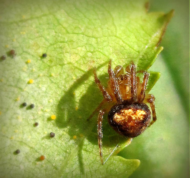 Araneus