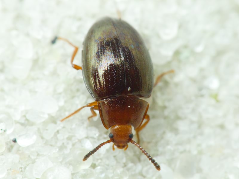 Scaphidema metallicum (Fabricius, 1792)