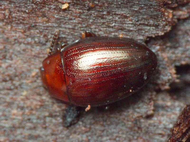 Scaphidema metallicum (Fabricius, 1792)