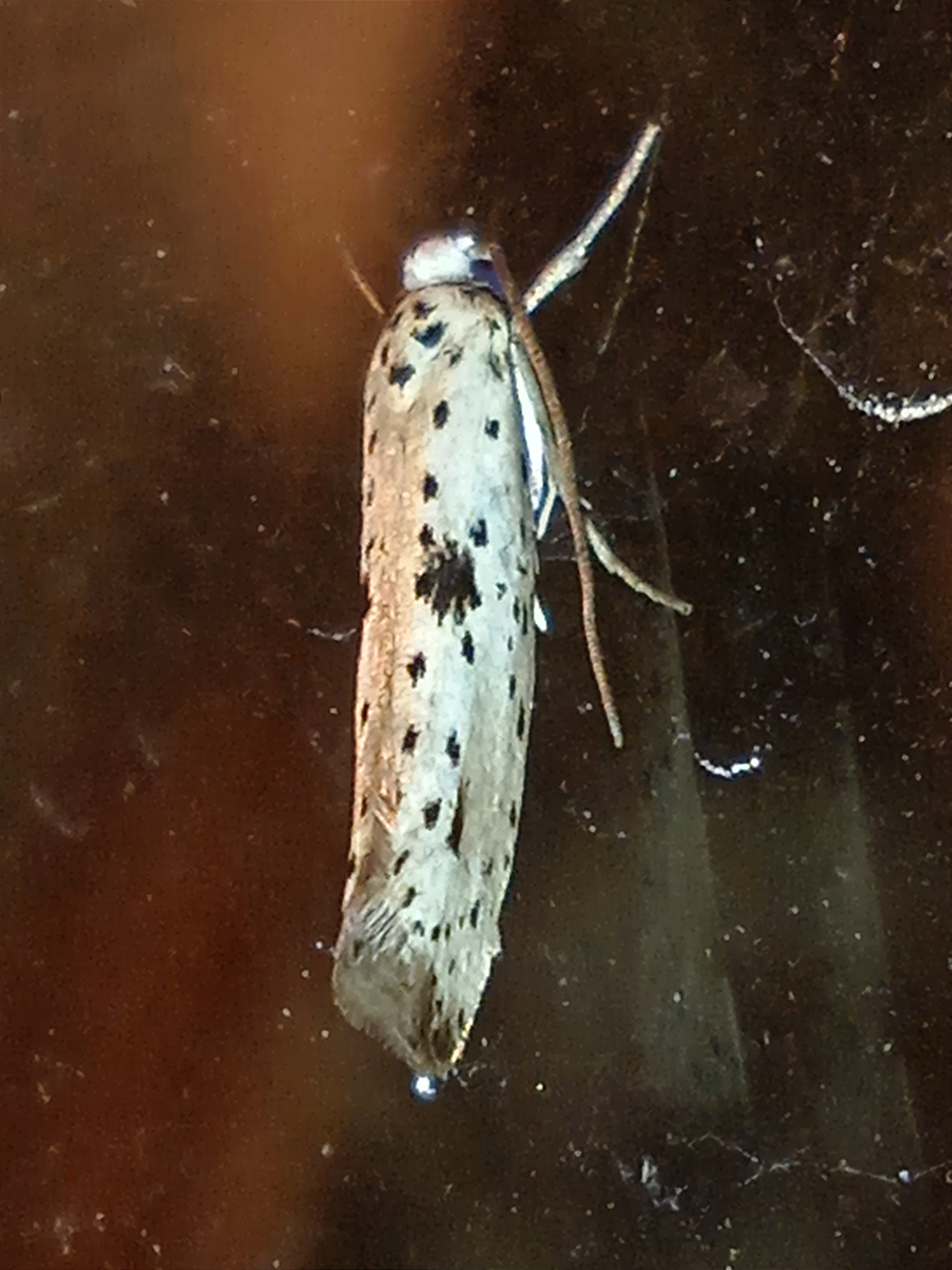 Yponomeuta plumbella (Denis & Schiffermüller, 1775)