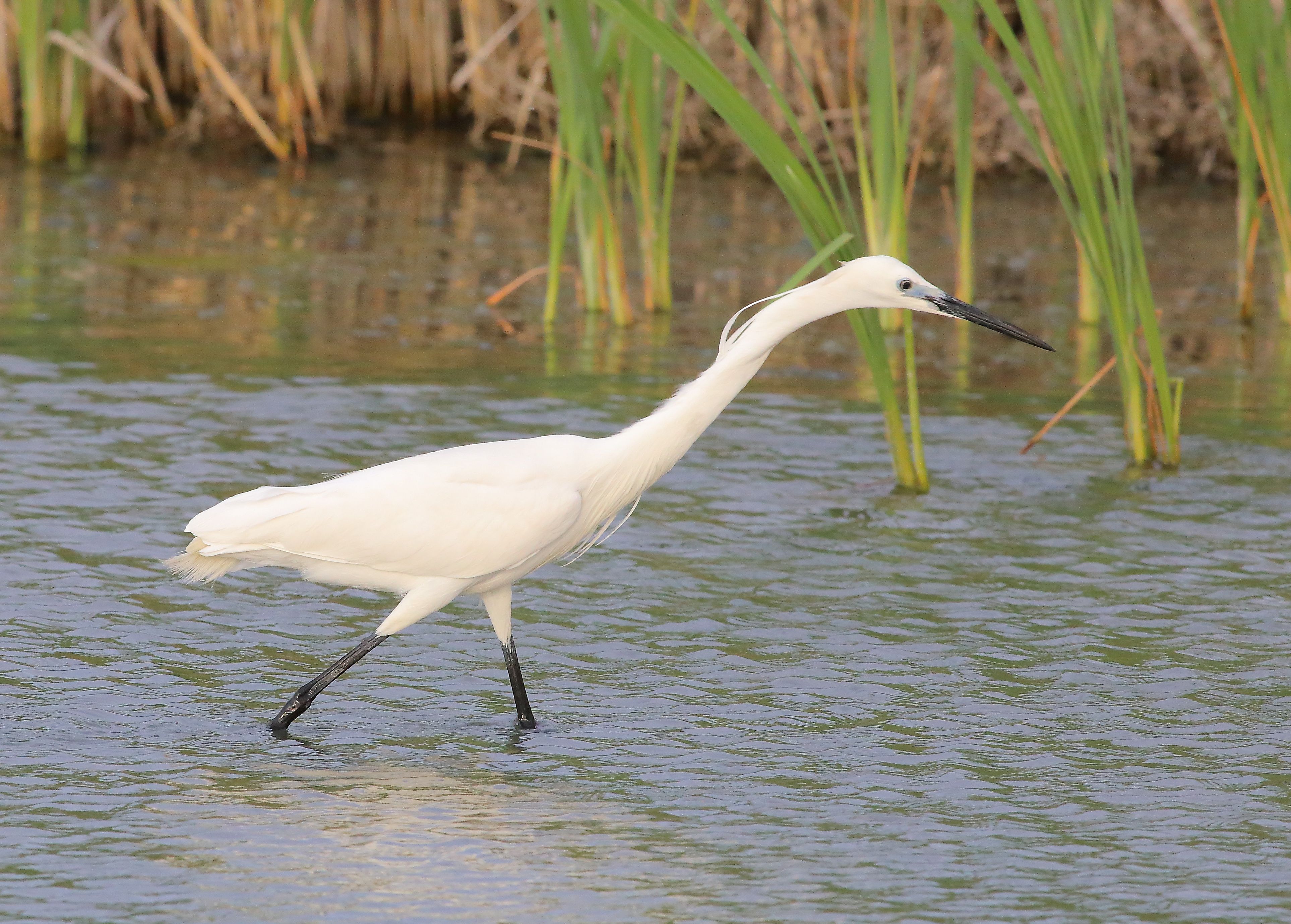 Egretta garzetta (Linnaeus, 1766)