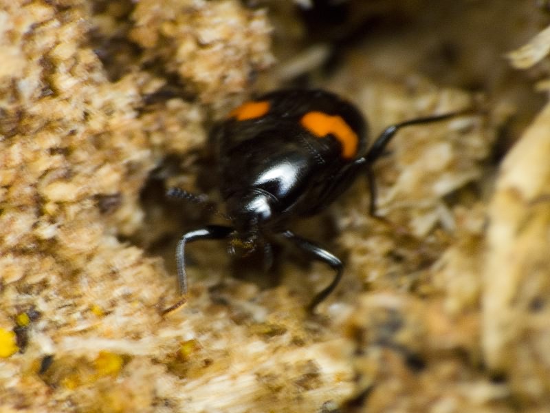 Scaphidium quadrimaculatum Olivier, 1790