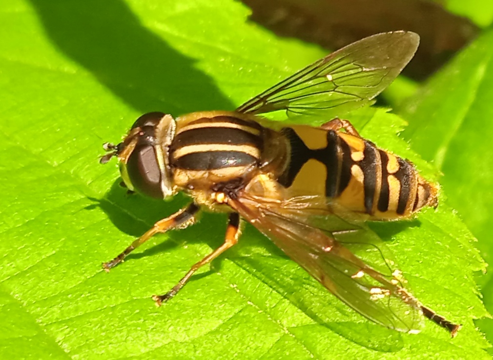Helophilus pendulus (Linnaeus, 1758)