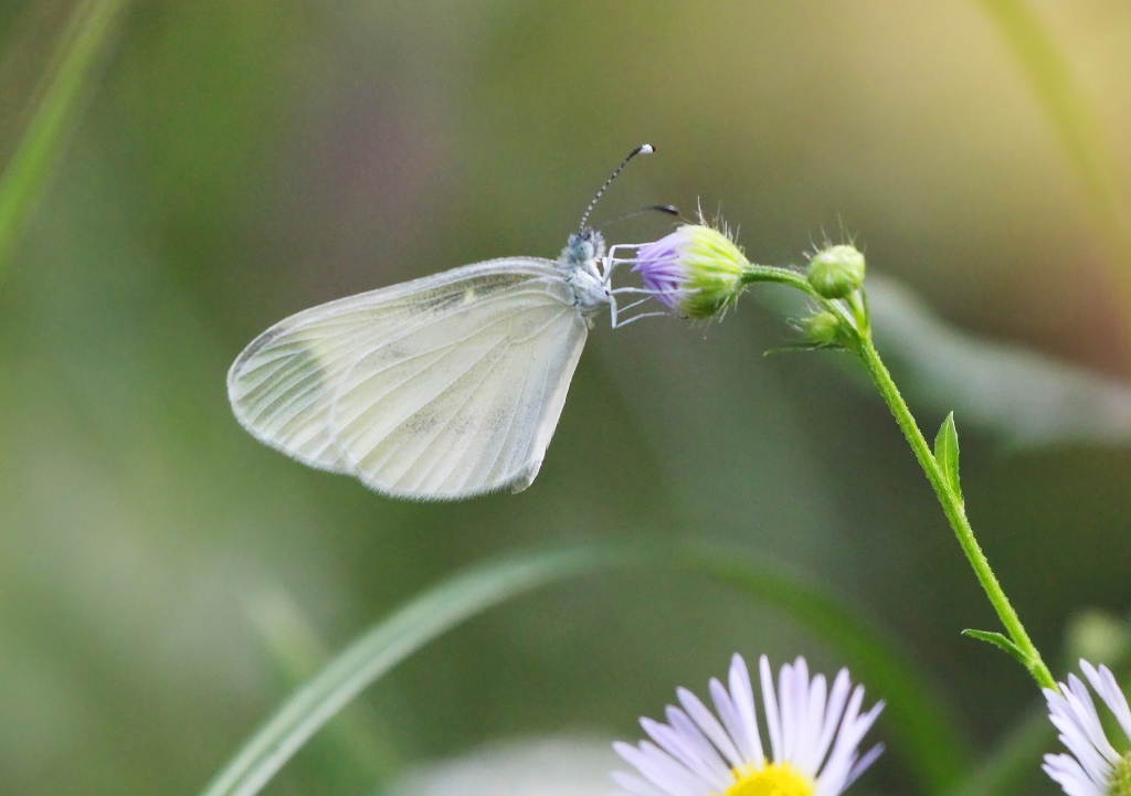 Leptidea