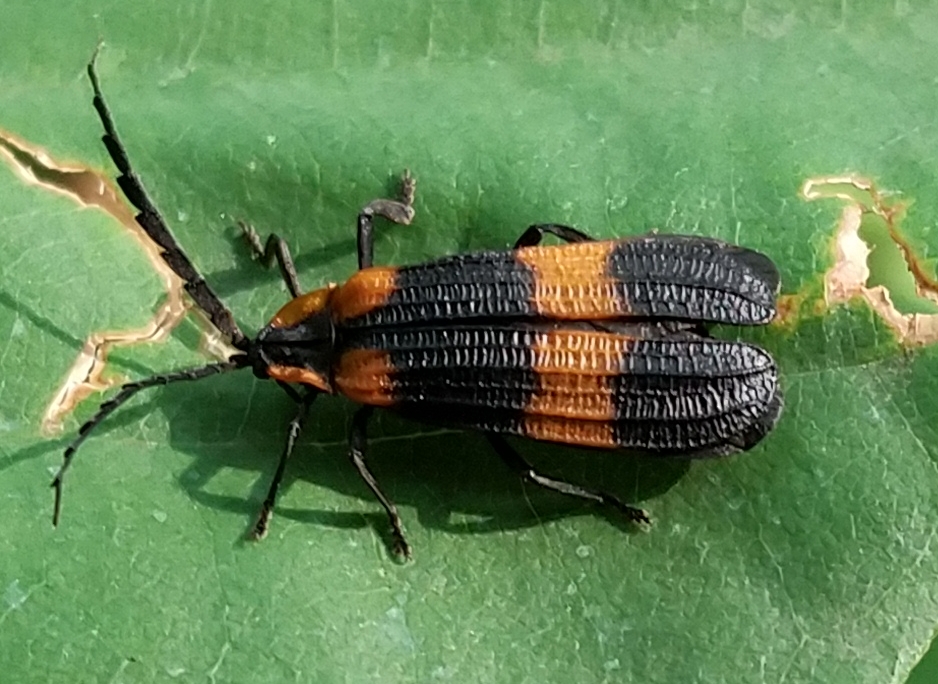 Calopteron discrepans (Newman, 1838)