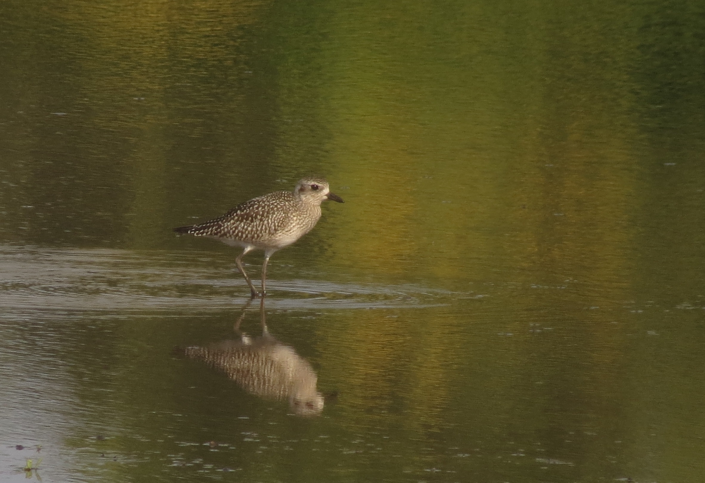 Pluvialis squatarola (Linnaeus, 1758)