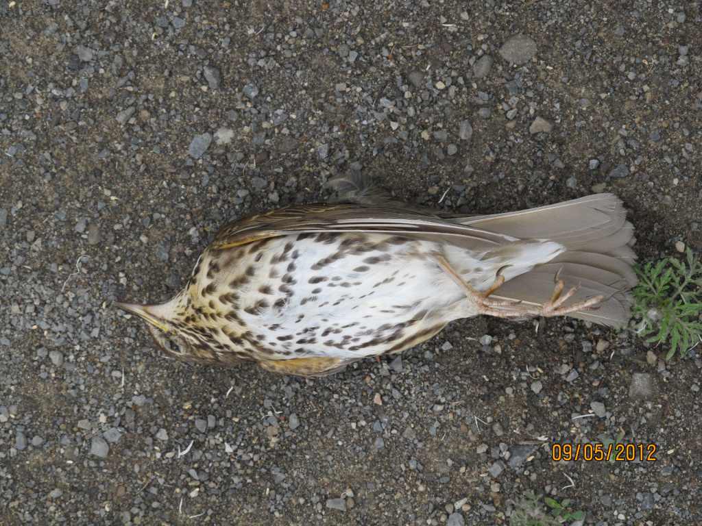 Turdus philomelos C.L.Brehm, 1831
