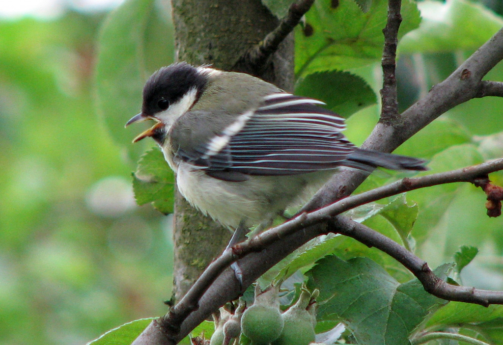 Parus major Linnaeus, 1758