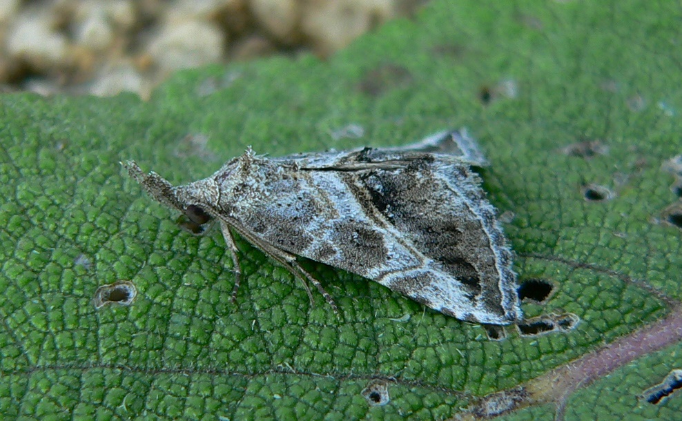 Zekelita (Rhynchodontodes) antiqualis (Hübner, 1809)