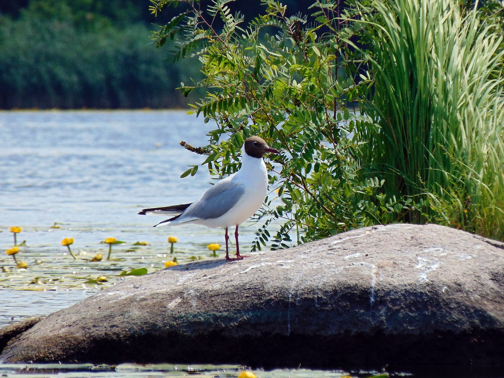 Chroicocephalus ridibundus (Linnaeus, 1766)