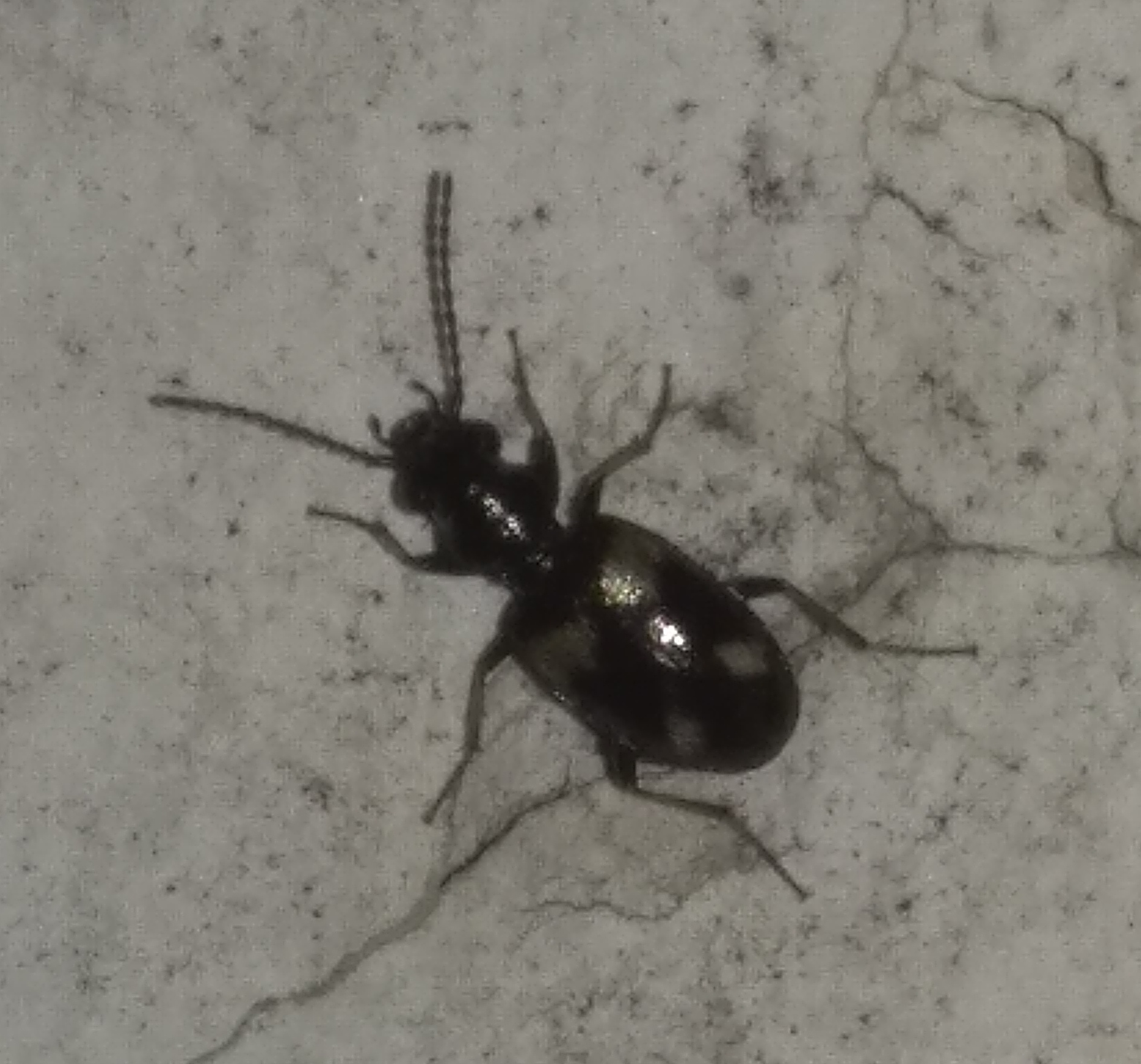 Bembidion Latreille, 1802
