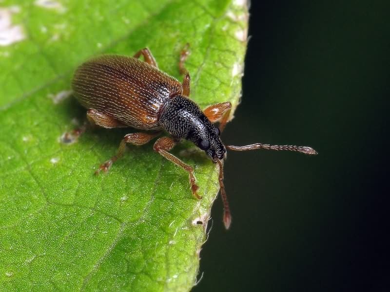 Phyllobius (Nemoicus) oblongus (Linnaeus, 1758)