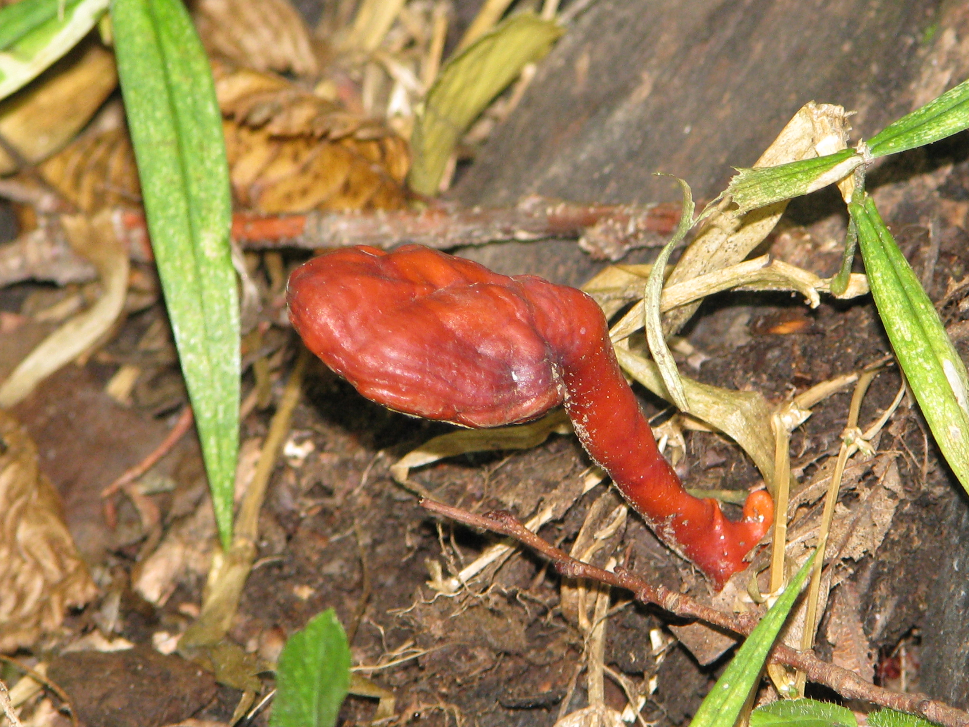 Ganoderma lucidum (Curtis) P.Karst.