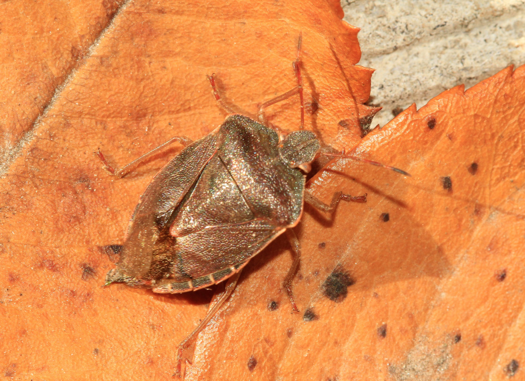 Palomena prasina (Linnaeus, 1761)