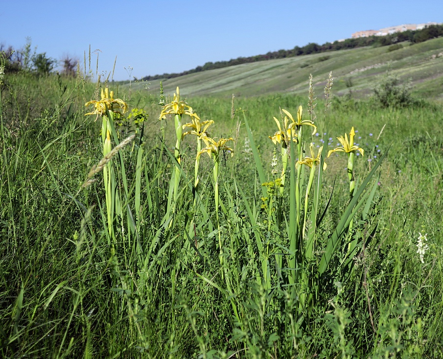 Iris halophila Pall.