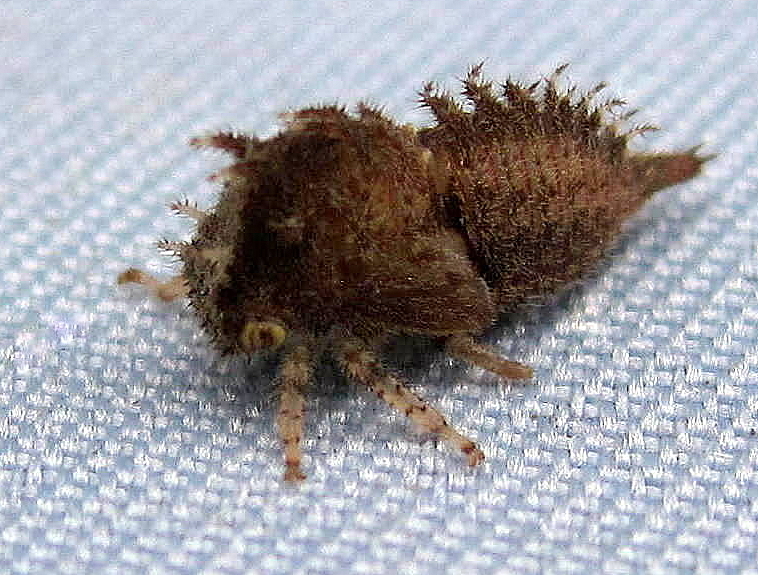 Stictocephala bisonia Kopp & Yonke, 1977