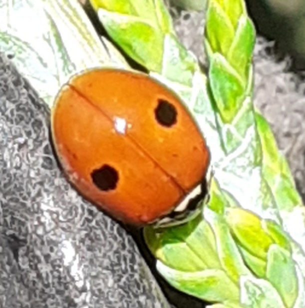 Adalia (Adalia) bipunctata (Linnaeus, 1758)