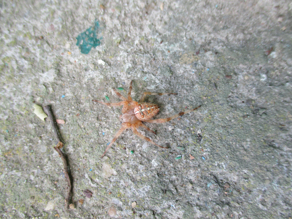 Araneus diadematus Clerck, 1757