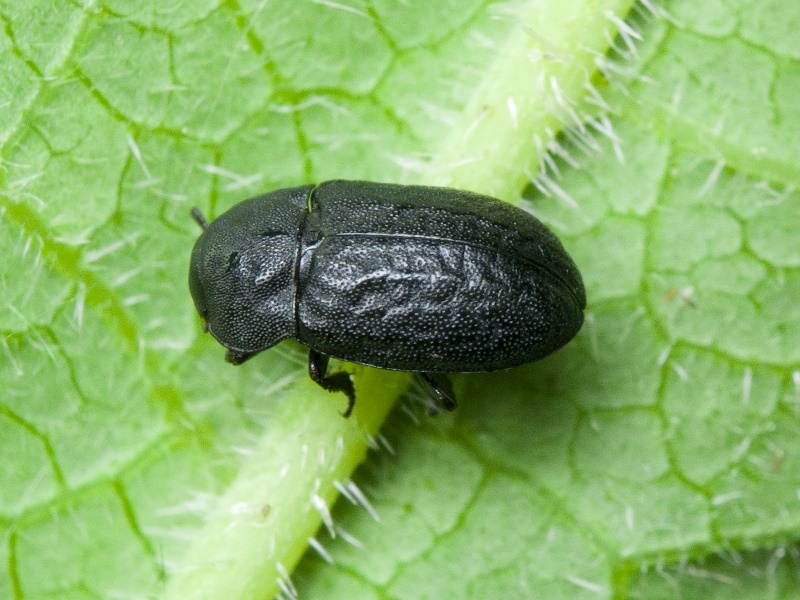 Melanimon tibialis (Fabricius, 1781)