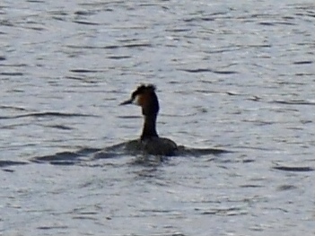 Podiceps cristatus (Linnaeus, 1758)