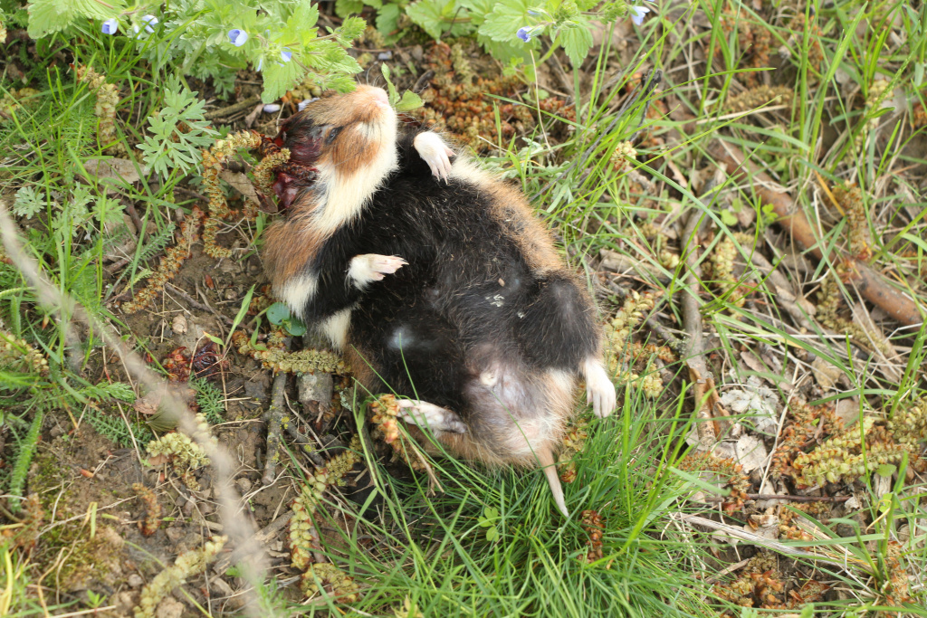 Cricetus cricetus (Linnaeus, 1758)