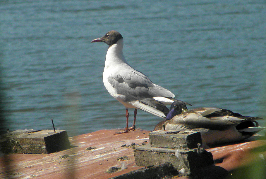 Chroicocephalus ridibundus (Linnaeus, 1766)