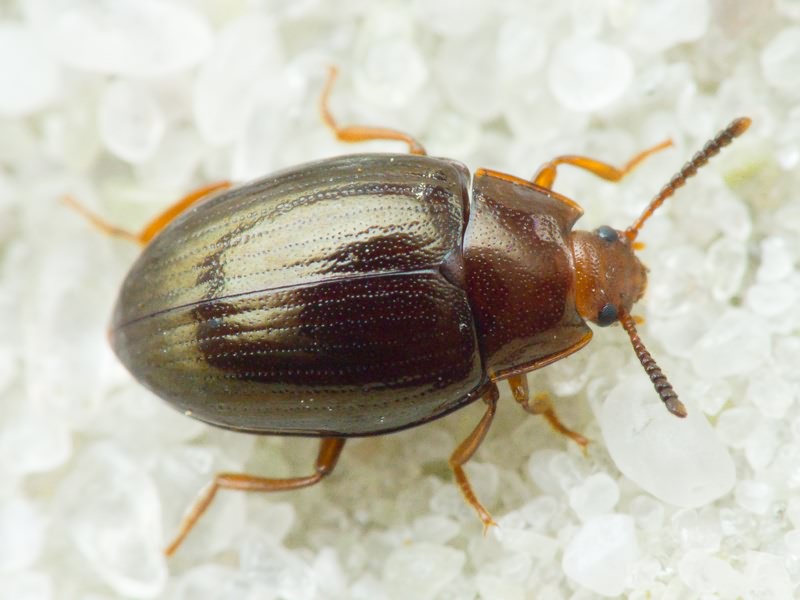 Scaphidema metallicum (Fabricius, 1792)