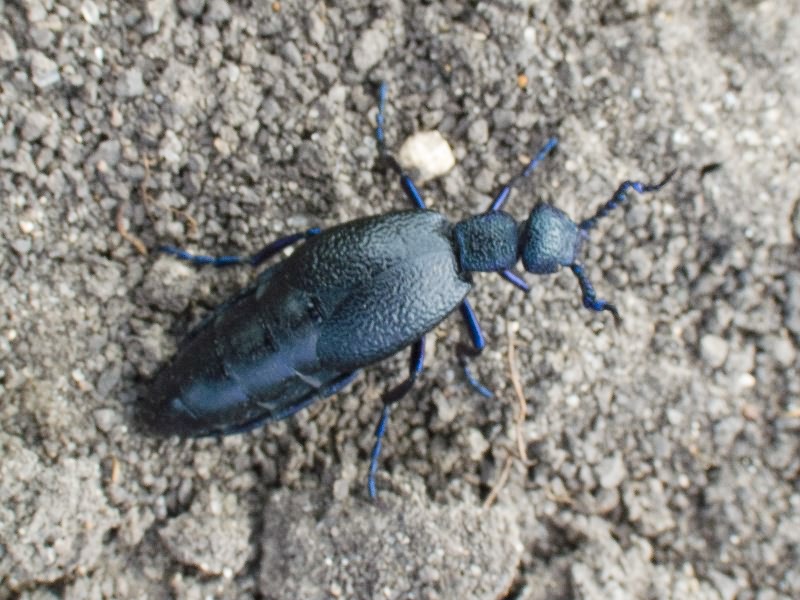 Meloe (Meloe) proscarabaeus Linnaeus, 1758