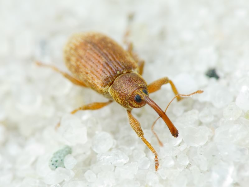 Dorytomus (Dorytomus) melanophthalmus Paykull, 1792