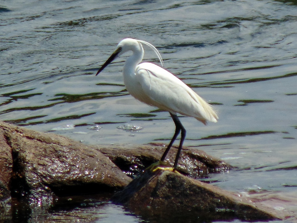Egretta garzetta (Linnaeus, 1766)