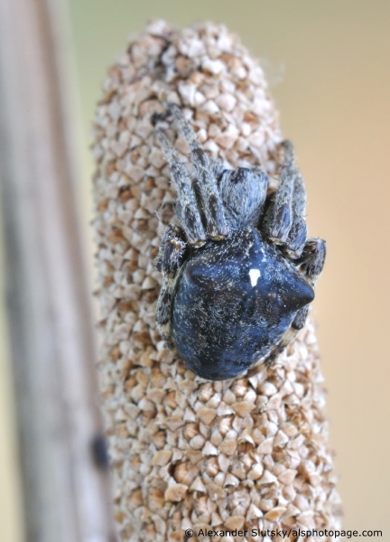 Araneus angulatus Clerck, 1757