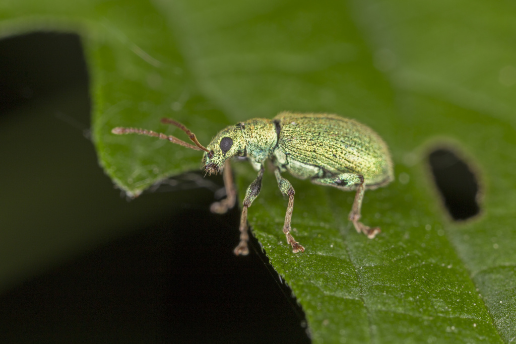 Phyllobius (Dieletus) argentatus (Linnaeus, 1758)
