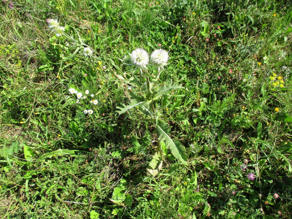 Dipsacus laciniatus L.