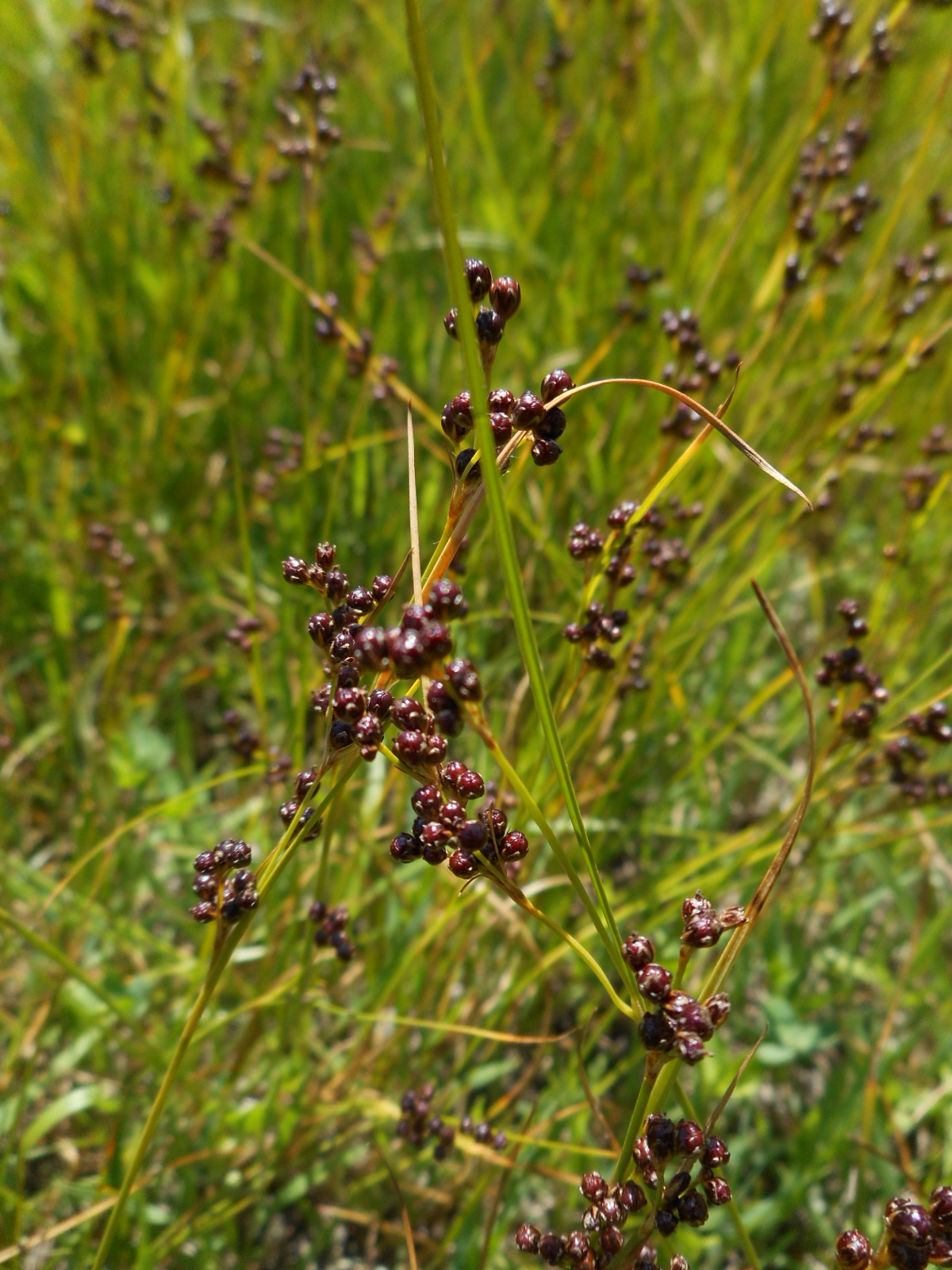 Juncus compressus Jacq.