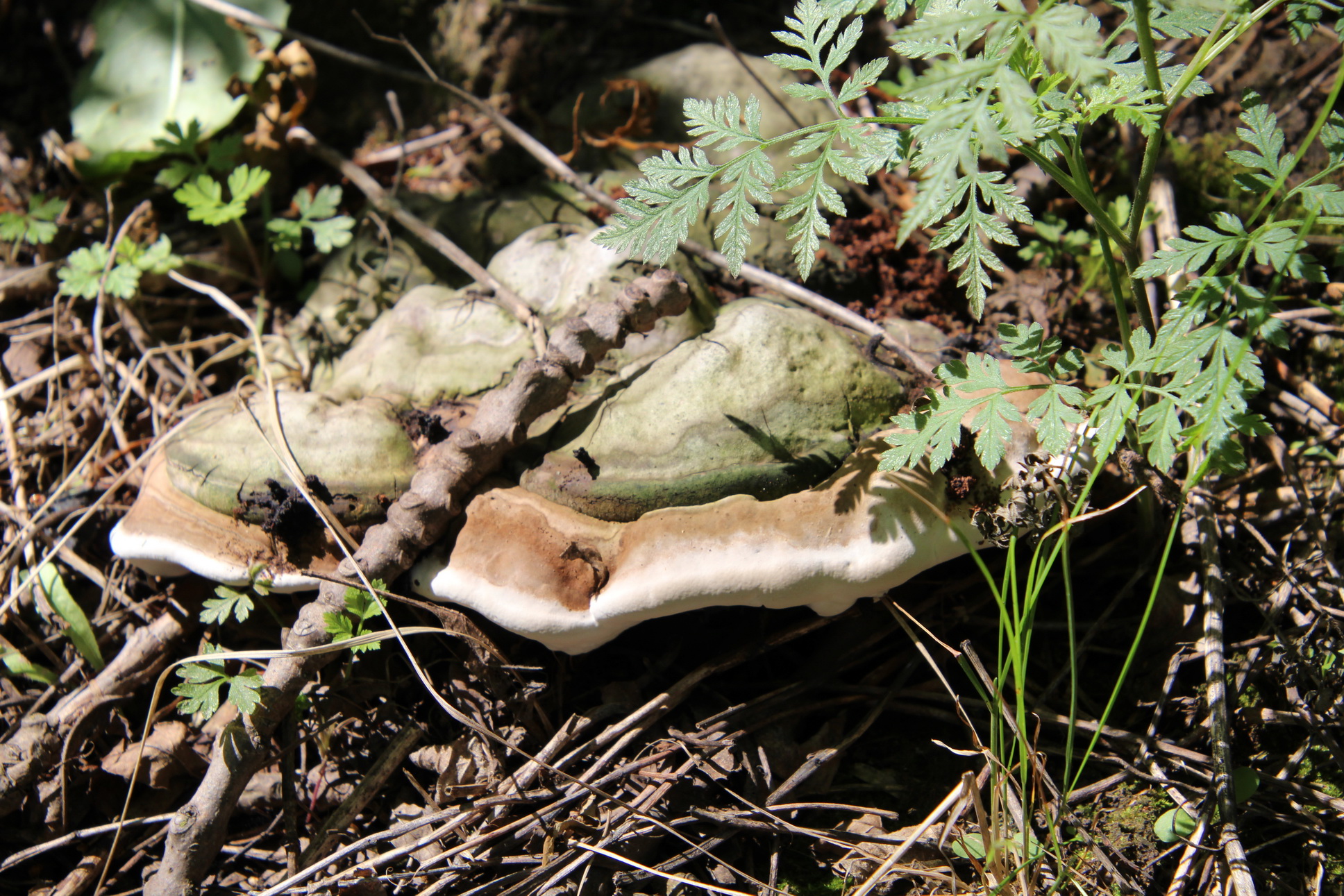 Ganoderma applanatum (Pers.) Pat.
