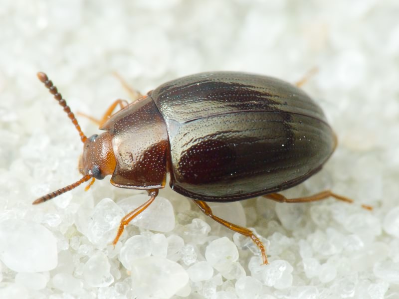Scaphidema metallicum (Fabricius, 1792)