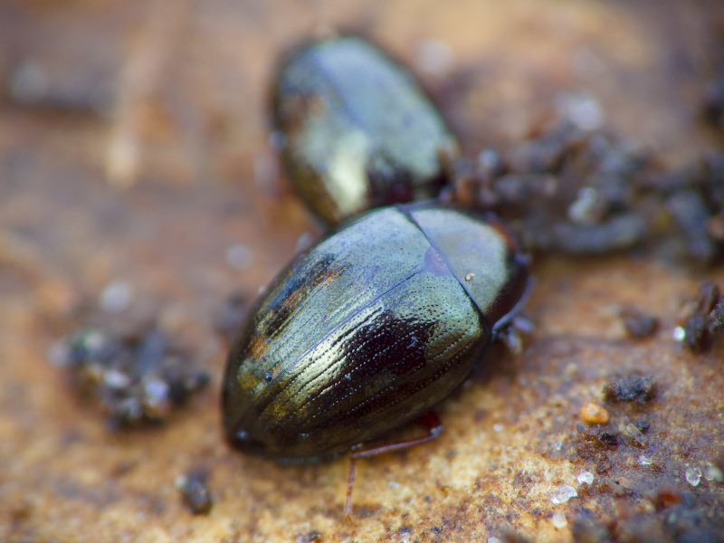 Scaphidema metallicum (Fabricius, 1792)