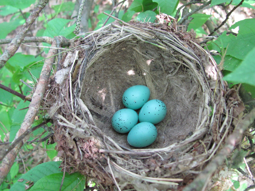 Turdus philomelos C.L.Brehm, 1831