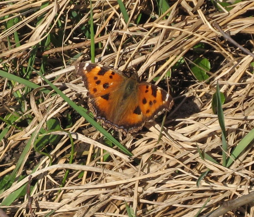 Nymphalis xanthomelas (Esper, 1781)
