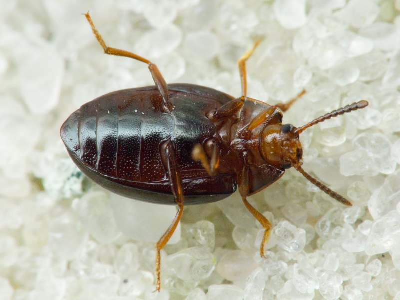 Scaphidema metallicum (Fabricius, 1792)