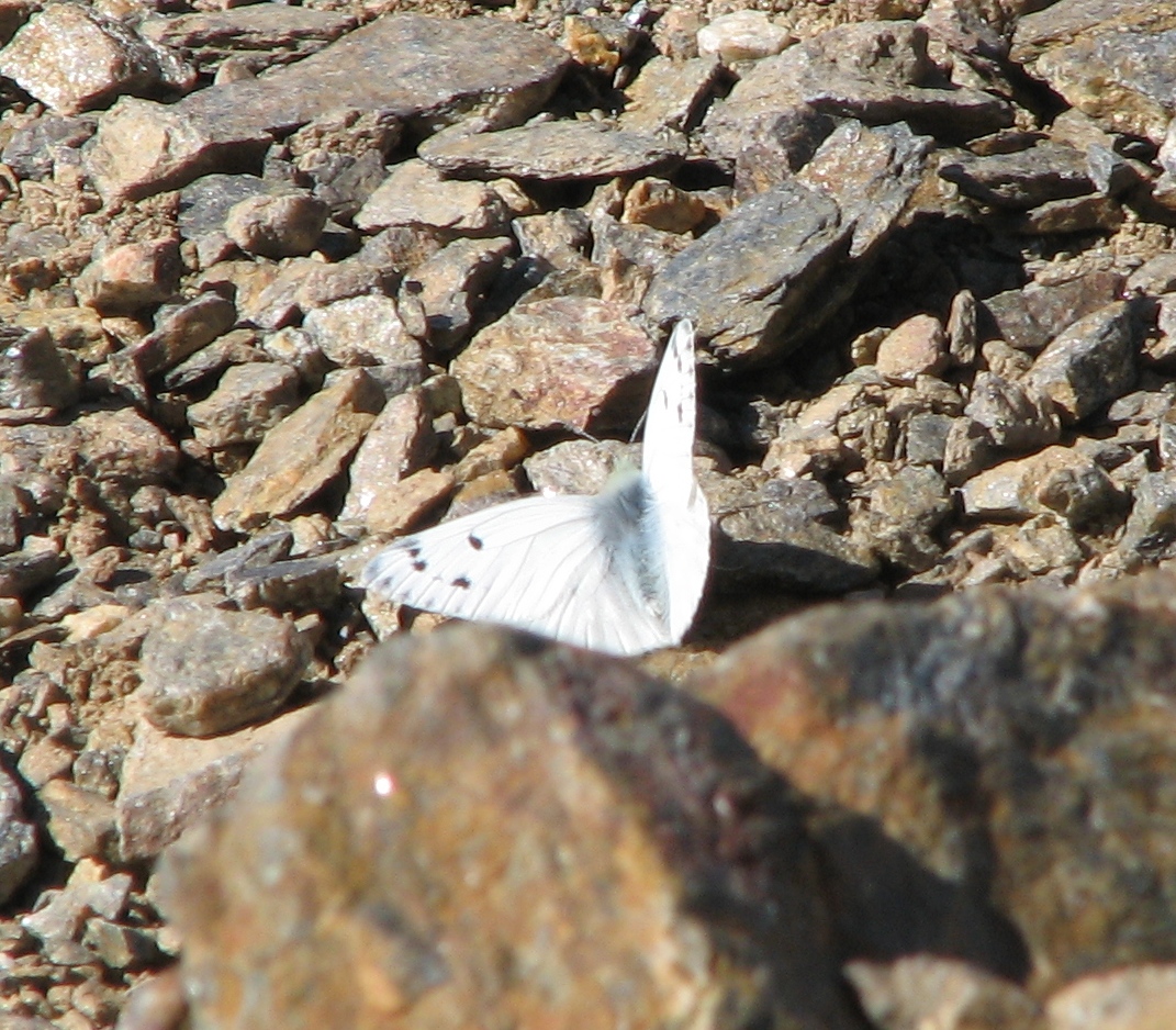 Pontia callidice (Hübner, 1800)