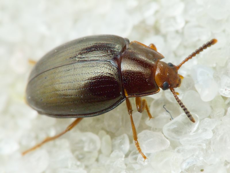 Scaphidema metallicum (Fabricius, 1792)