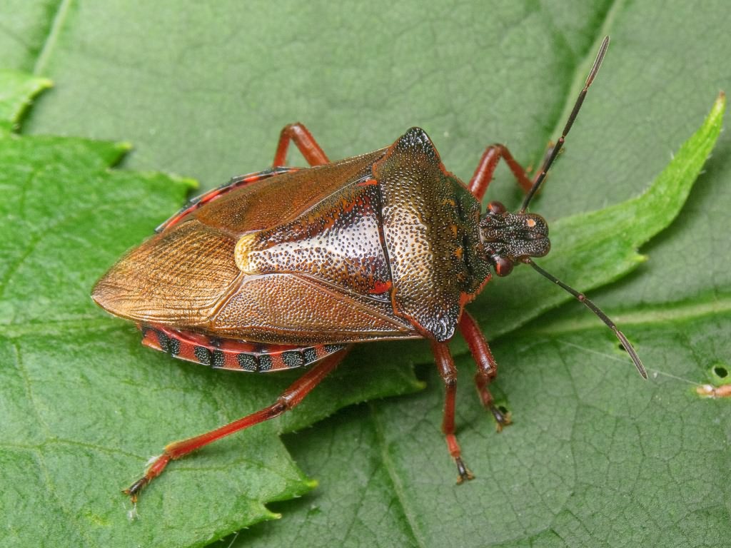Pinthaeus sanguinipes (Fabricius, 1781)
