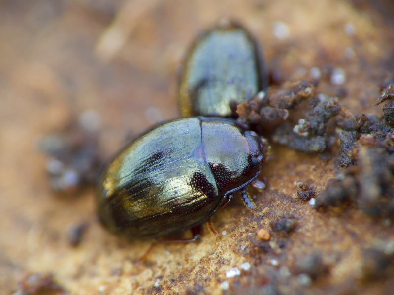 Scaphidema metallicum (Fabricius, 1792)
