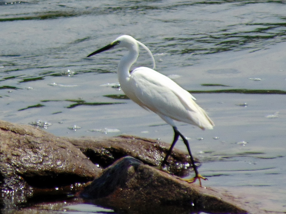Egretta garzetta (Linnaeus, 1766)