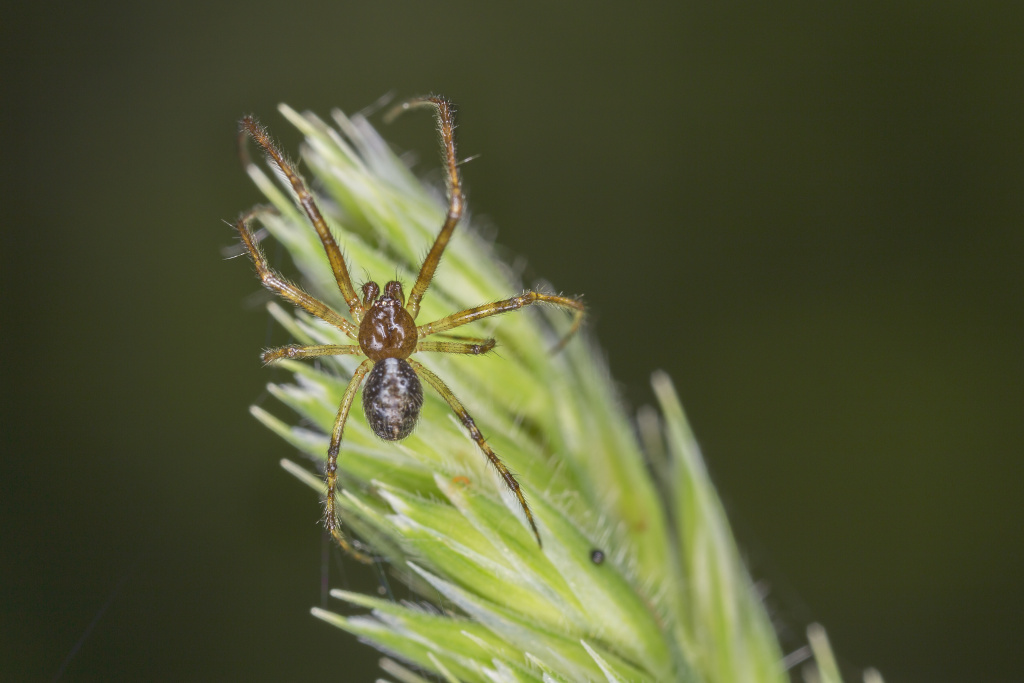Araneidae