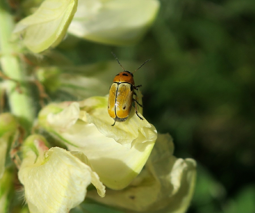 Cryptocephalus quatuordecimmaculatus Schneider, 1792